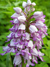 Orchis militaris